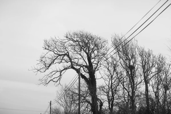 Zwart-wit bomen silhouetten — Stockfoto