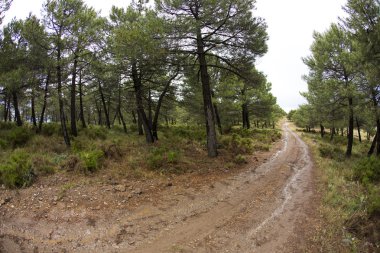 Granada, İspanya - Haziran 1: Rekabet dağ bisikleti 