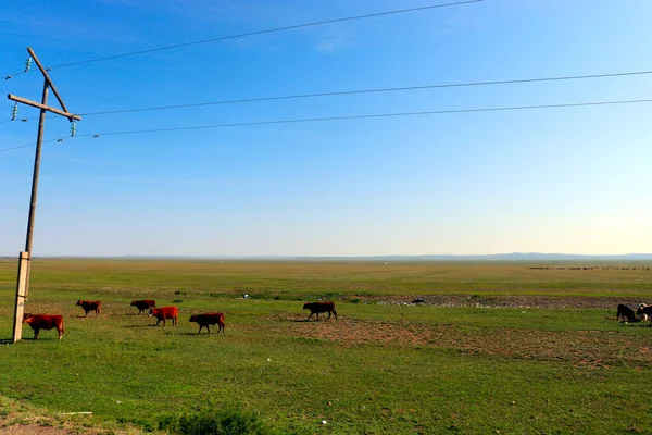 Mongolia Steppe Landscape Infinite Grasslands Beautiful Cloud Blue Sly Stock Photo