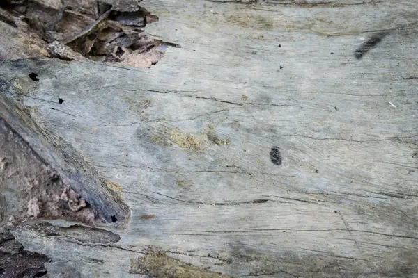 Trä struktur bakgrund — Stockfoto