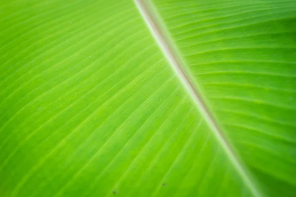 Зеленый банановый лист фона — стоковое фото