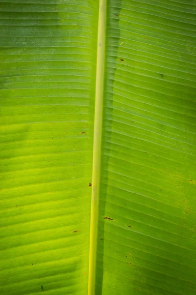 Зелений фон листя банана — стокове фото