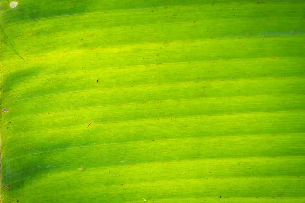 Yeşil muz yaprağı arkaplanı — Stok fotoğraf