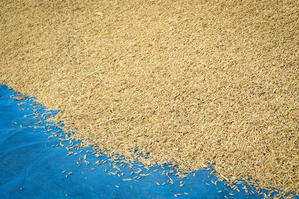 Paddy rice is dried — Stock Photo, Image