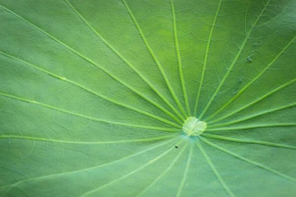 Yeşil lotus yaprağı — Stok fotoğraf
