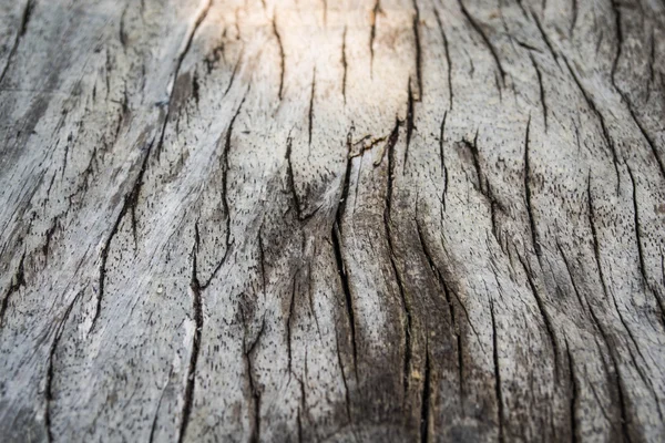 Ein massiver Holzkern aus Baumstämmen — Stockfoto