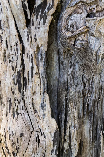 Un núcleo de madera maciza hecho de troncos de árbol — Foto de Stock