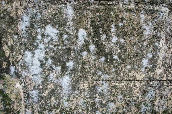 Lichen en la vieja pared — Foto de Stock