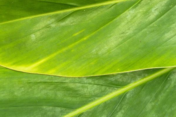 Abstract green leaf for background — Stock Photo, Image