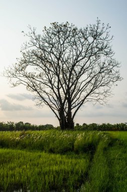 günbatımı manzara siluet ağacı ile