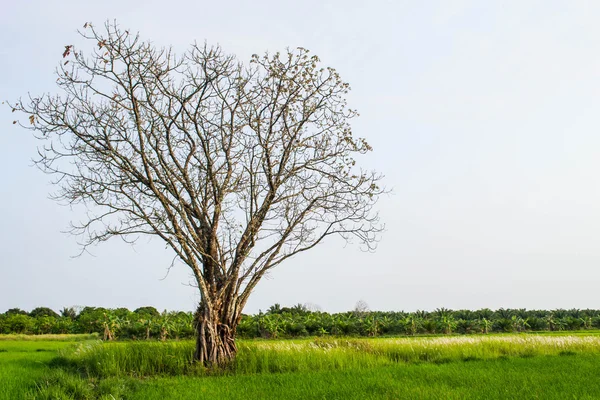 Tree without leaves — Stock Photo, Image