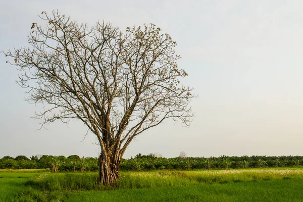 Strom bez listí — Stock fotografie