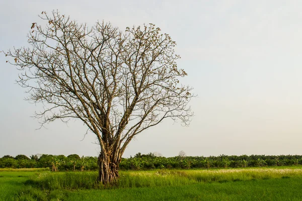 Árvore sem folhas — Fotografia de Stock