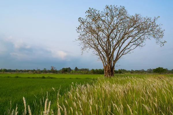 Tree without leaves — Stock Photo, Image