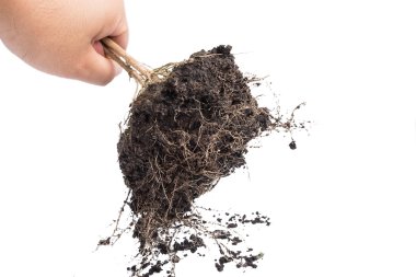 el ve kök bitki toprak ile