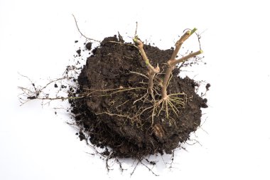 Kök bitki toprak ile