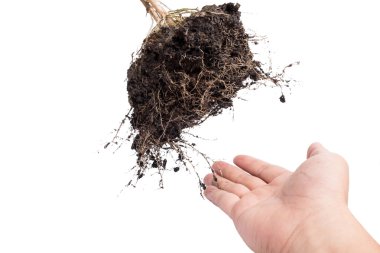 el ve kök bitki toprak ile