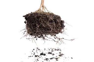 Kök bitki toprak ile