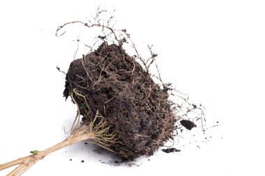 Kök bitki toprak ile