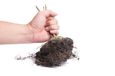 el ve kök bitki toprak ile