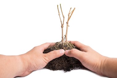 el ve kök bitki toprak ile