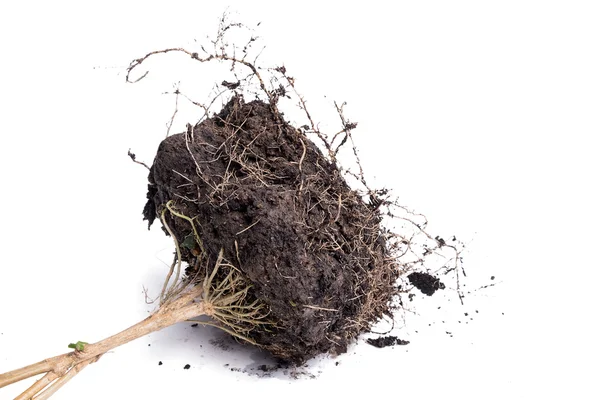 Kök bitki toprak ile