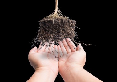 el ve kök bitki soi, kavramı güvenli dünya ile