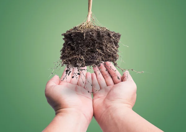 Kéz és a gyökér a növény a soi, koncepció biztonságos föld — Stock Fotó
