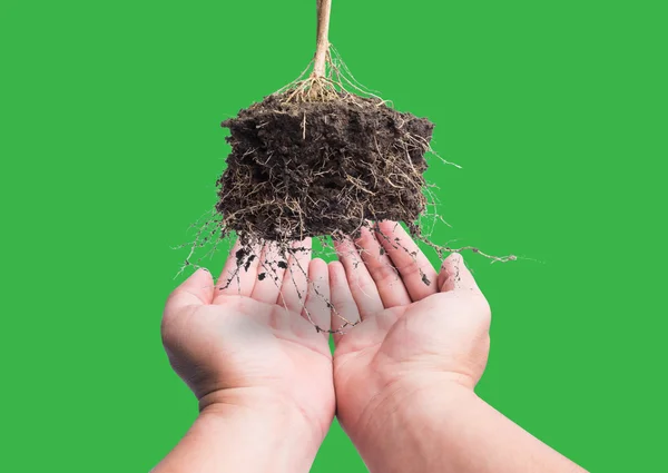 Mano y planta raíz con soi, concepto tierra segura —  Fotos de Stock