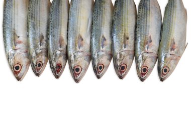 Beyaz arka plan üzerinde izole balık grup