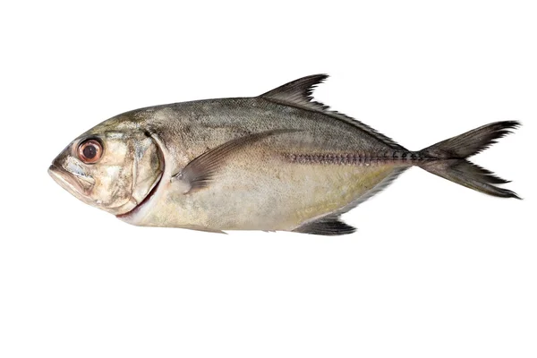 Čerstvé ryby izolované na bílém pozadí — Stock fotografie
