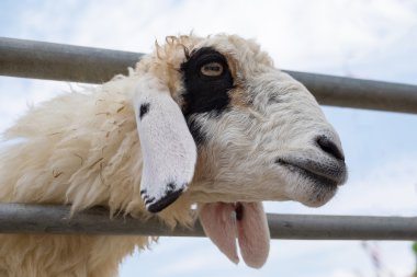 Portre yüz koyun çiftliğinde