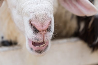 Koyun burun ve ağız yakın çekim