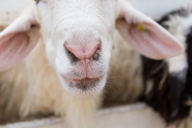 Koyun burun ve ağız yakın çekim