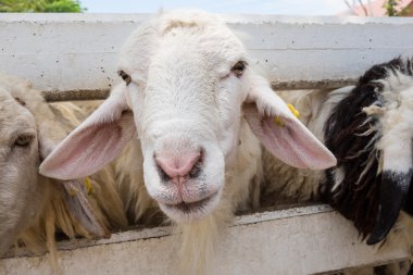 Portre yüz koyun çiftliğinde