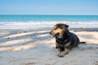 Köpek sahilde rahatlatıcı