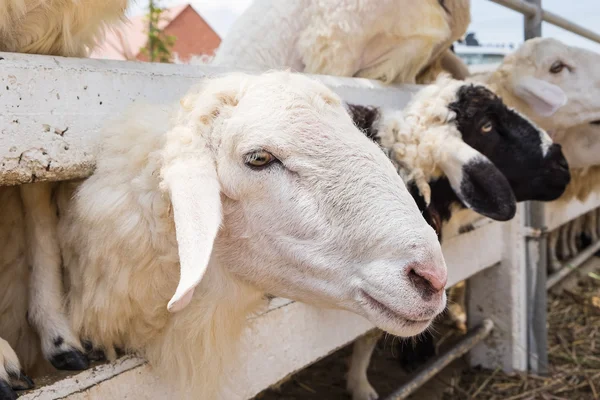 Portre yüz koyun çiftliğinde
