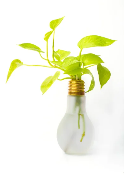 Bir tencerede Altın Pothos