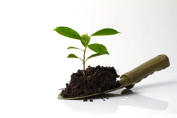 Pequeña planta y suelo en pala sobre fondo blanco —  Fotos de Stock