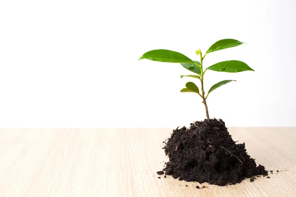 Pequeña planta y suelo sobre fondo de madera —  Fotos de Stock