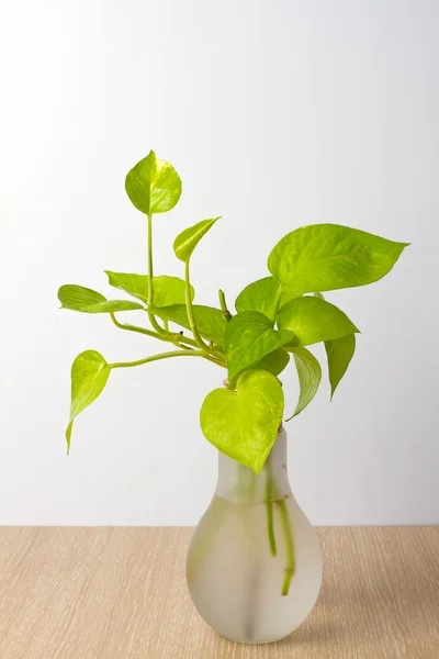 Bir tencerede Altın Pothos