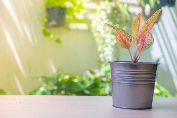 Цветное растение в цинковом котле — стоковое фото
