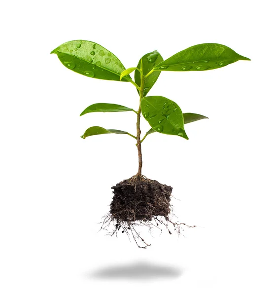 Pequeña planta y suelo sobre fondo blanco — Foto de Stock