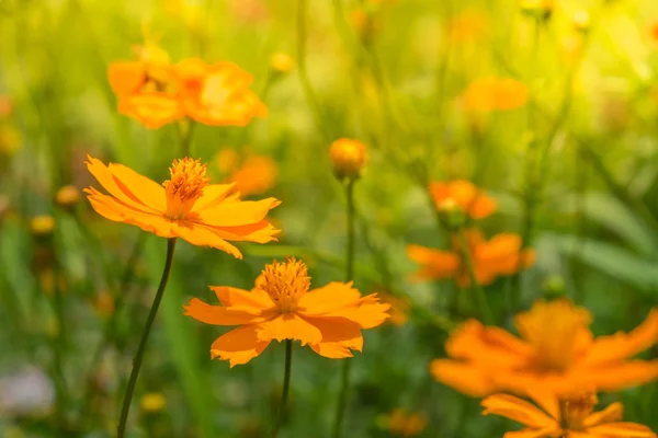 Gelbe Kosmos-Blumen mit Sonnenlicht — Stockfoto