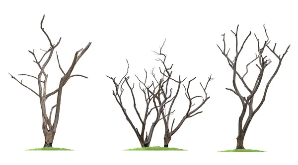 Abgestorbene trockene Bäume — Stockfoto