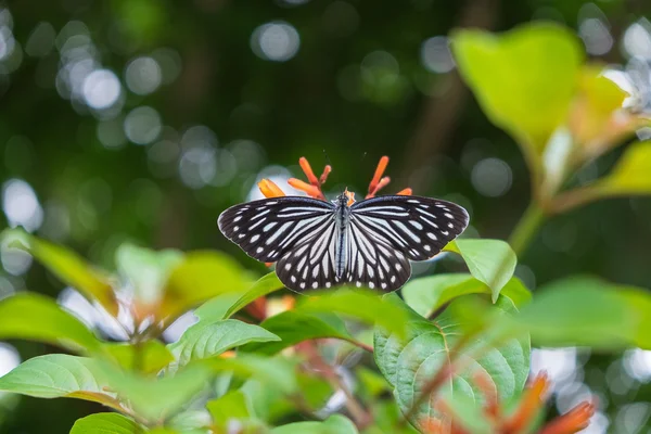 Крупним планом метелик на квітці — стокове фото