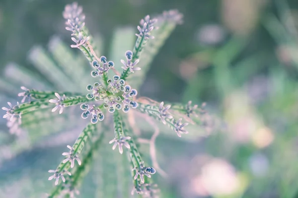 植物小叶的顶视图, 软焦点. — 图库照片