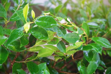 Karınca yuvalarına ağaçta, kırmızı karıncalar iç içe geçirme