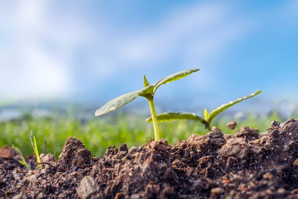 Brote verde que crece desde el suelo — Foto de Stock