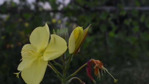 Malam Primrose Mekar Depan Mata Kita — Stok Video